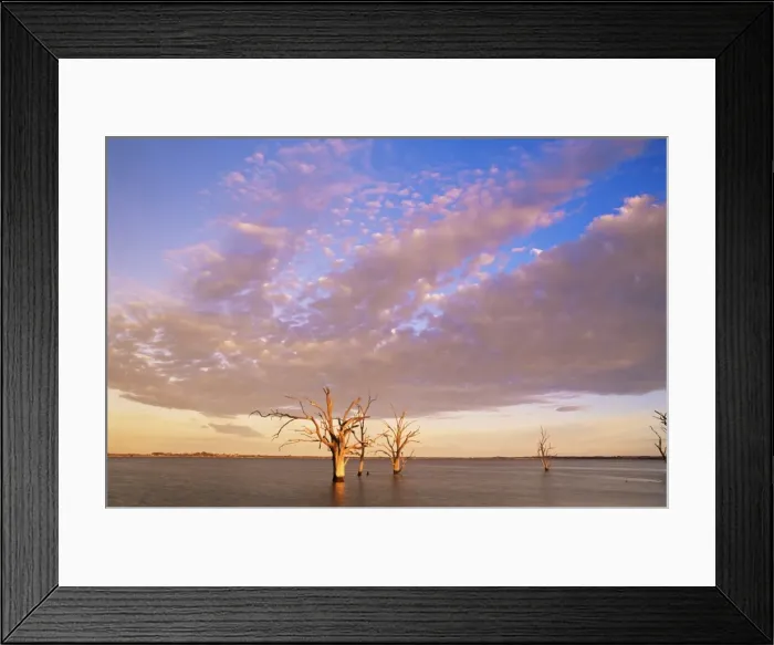 Framed Print : Dead trees, Lake Bonney, South Australia, Australia, Pacific Framed Print : Dead trees, Lake Bonney, South Australia, Australia, Pacific