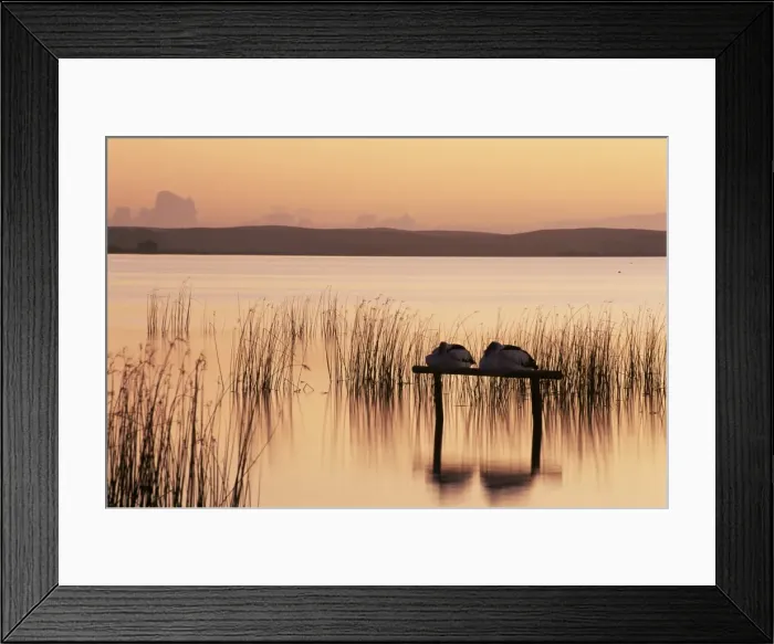 Framed Print : Sleeping pelicans, Lake Albert, South Australia, Australia, Pacific Framed Print : Sleeping pelicans, Lake Albert, South Australia, Australia, Pacific