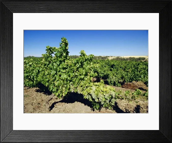 Framed Print : Vines at a winery vineyard, Barossa Valley, South Australia, Australia Framed Print : Vines at a winery vineyard, Barossa Valley, South Australia, Australia
