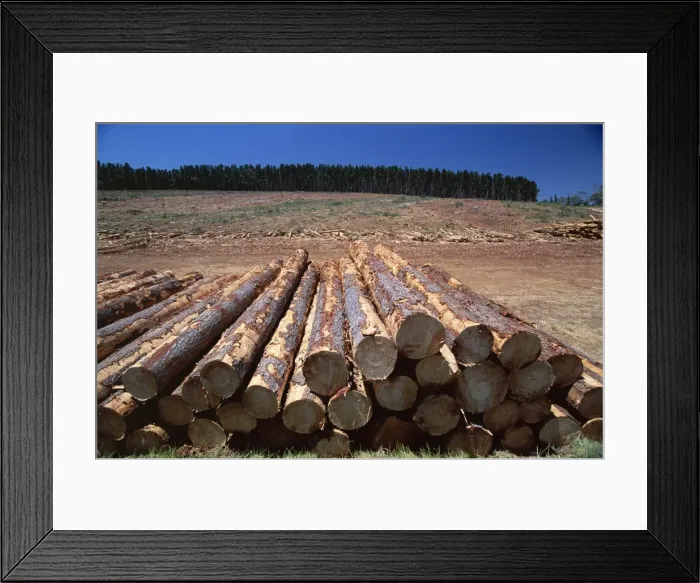 Framed Print : Logged section of a fir tree plantation by the Princes Highway, northwest of Mount Gambier