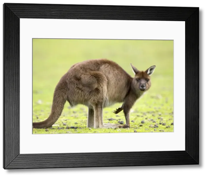 Framed Print : Kangaroo (Macropus fuliginosus fuliginosus), Kangaroo Island, South Australia Framed Print : Kangaroo (Macropus fuliginosus fuliginosus), Kangaroo Island, South Australia