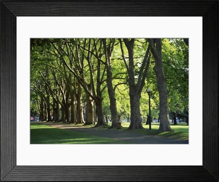 Framed Print : Trees lining park walk way, Melbourne, Victoria, Australia, Pacific Framed Print : Trees lining park walk way, Melbourne, Victoria, Australia, Pacific