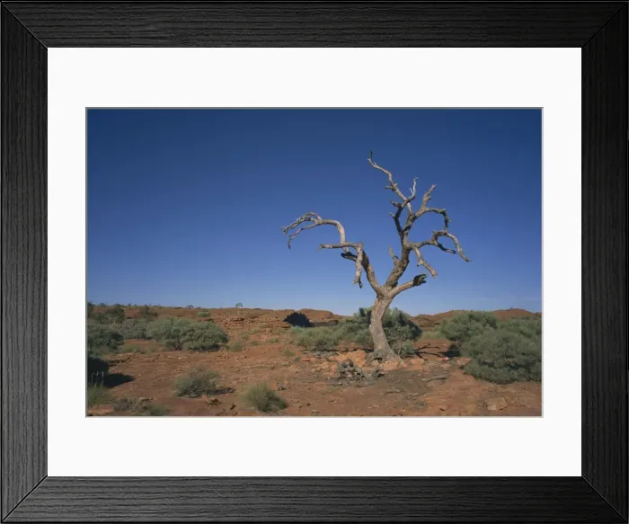 Framed Print : Arid landscape with dead tree in Kings Canyon, Watarrka National Park, Northern Territory Framed Print : Arid landscape with dead tree in Kings Canyon, Watarrka National Park, Northern Territory