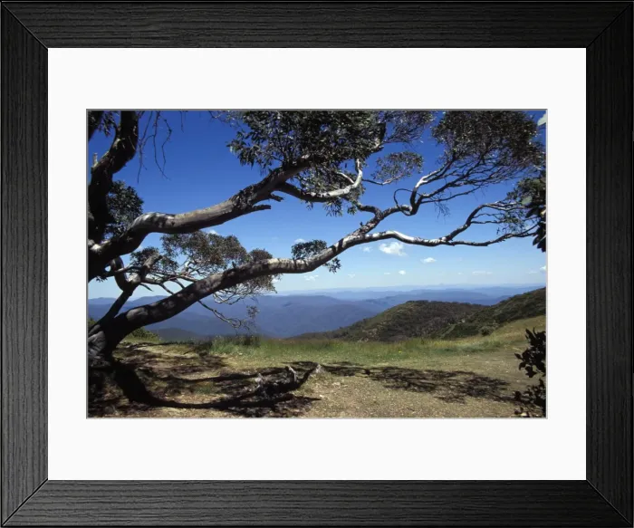 Framed Print : Landscape view of mountains of High Country from Razor Back through snow gum tree