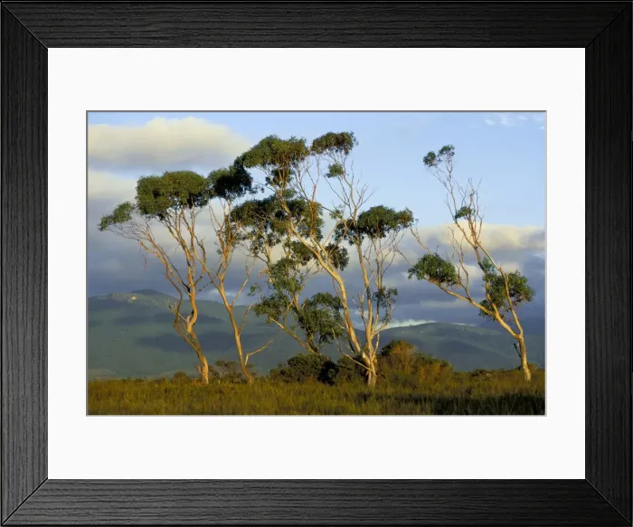 Framed Print : Eucalyptus trees in evening light, Wilsons Promontory National Park Framed Print : Eucalyptus trees in evening light, Wilsons Promontory National Park