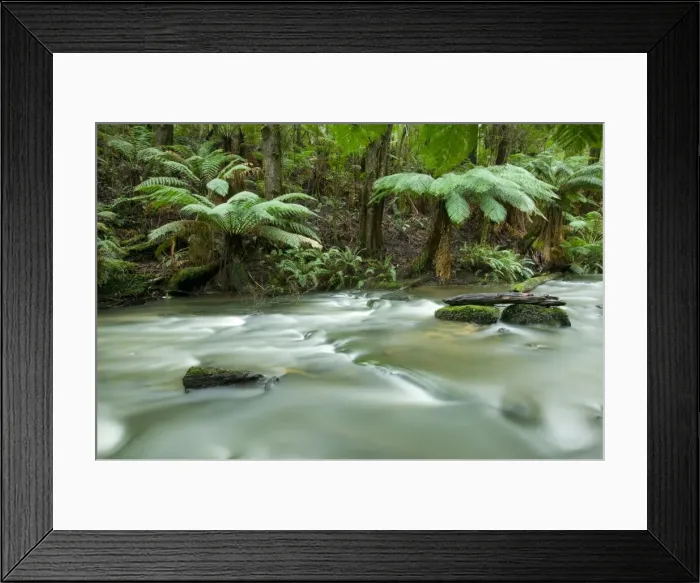 Framed Print : Rainforest, Beauchamp Falls, Great Ocean Road, Otway N. P, Victoria, Australia Framed Print : Rainforest, Beauchamp Falls, Great Ocean Road, Otway N. P, Victoria, Australia