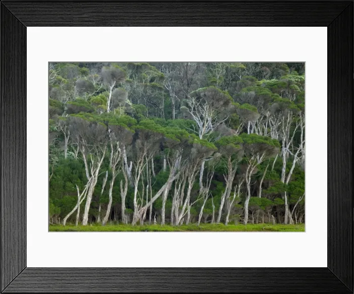 Framed Print : Eucalyptus trees, Wilsons Promontory National Park, Victoria, Australia, Pacific