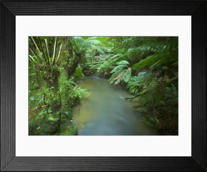 Framed Print : Rainforest, Otway National Park, Victoria, Australia, Pacific