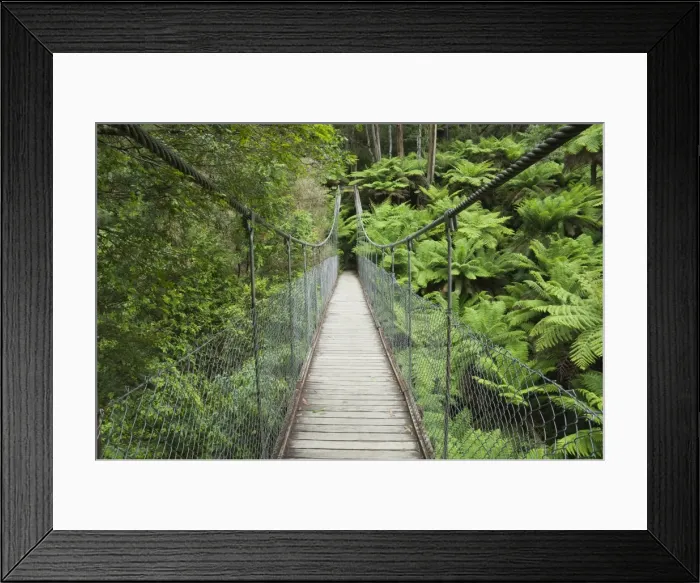 Framed Print : Suspension bridge and rainforest, Tarra Bulga National Park, Victoria, Australia, Pacific Framed Print : Suspension bridge and rainforest, Tarra Bulga National Park, Victoria, Australia, Pacific