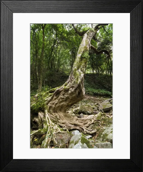 Framed Print : Kanooka tree (water gum), Den of Nagun, Mitchell River National Park, Victoria Framed Print : Kanooka tree (water gum), Den of Nagun, Mitchell River National Park, Victoria