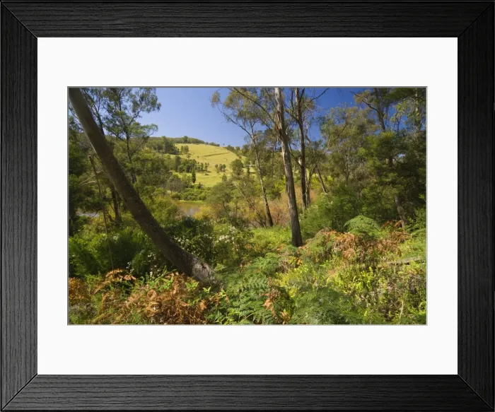 Framed Print : Bushland, Snowy River National Park, Victoria, Australia, Pacific Framed Print : Bushland, Snowy River National Park, Victoria, Australia, Pacific