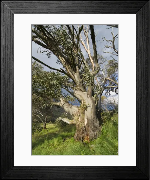 Framed Print : Snow gum, Kosciuszko National Park, New South Wales, Australia, Pacific Framed Print : Snow gum, Kosciuszko National Park, New South Wales, Australia, Pacific