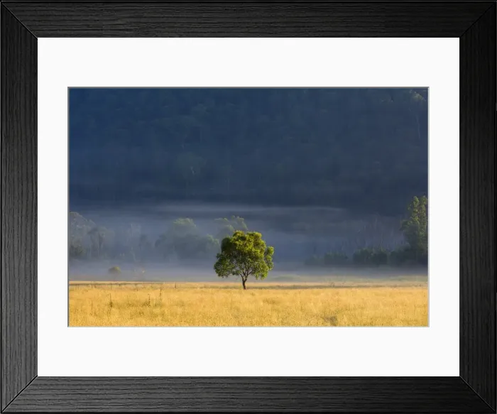 Framed Print : Gum tree, Kosciuszko National Park, New South Wales, Australia, Pacific Framed Print : Gum tree, Kosciuszko National Park, New South Wales, Australia, Pacific