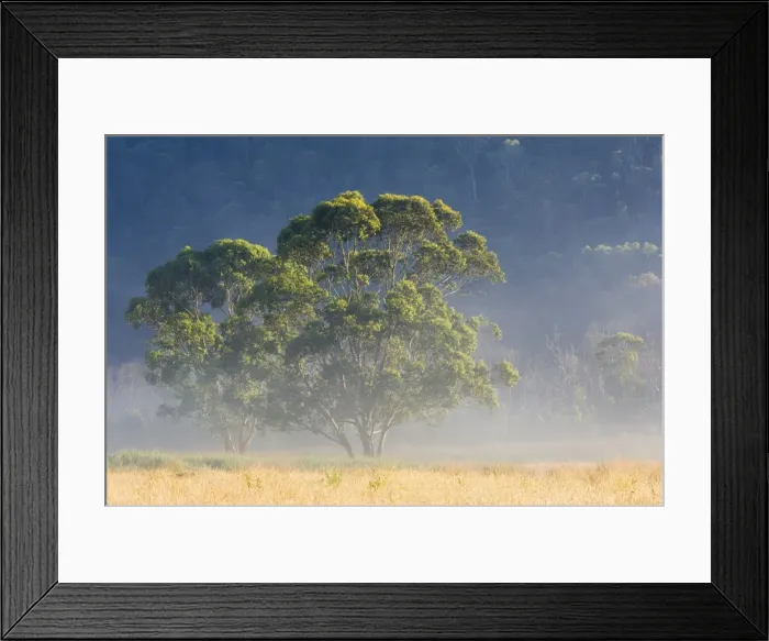 Framed Print : Gum trees, Kosciuszko National Park, New South Wales, Australia, Pacific Framed Print : Gum trees, Kosciuszko National Park, New South Wales, Australia, Pacific