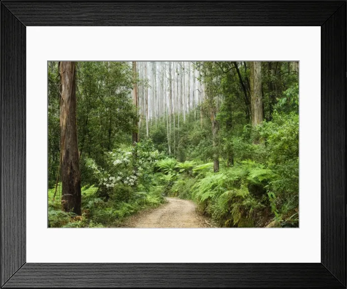 Framed Print : Road through rainforest, Yarra Ranges National Park, Victoria, Australia, Pacific