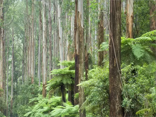 Rainforest, Yarra Ranges National Park, Victoria, Australia, Pacific