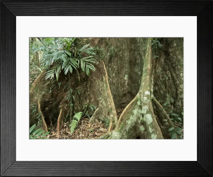 Framed Print : Root detail, Dorrigo National Park, New South Wales, Australia, Pacific