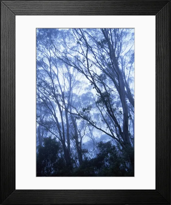 Framed Print : Eucalypts, New England National Park, New South Wales, Australia, Pacific Framed Print : Eucalypts, New England National Park, New South Wales, Australia, Pacific