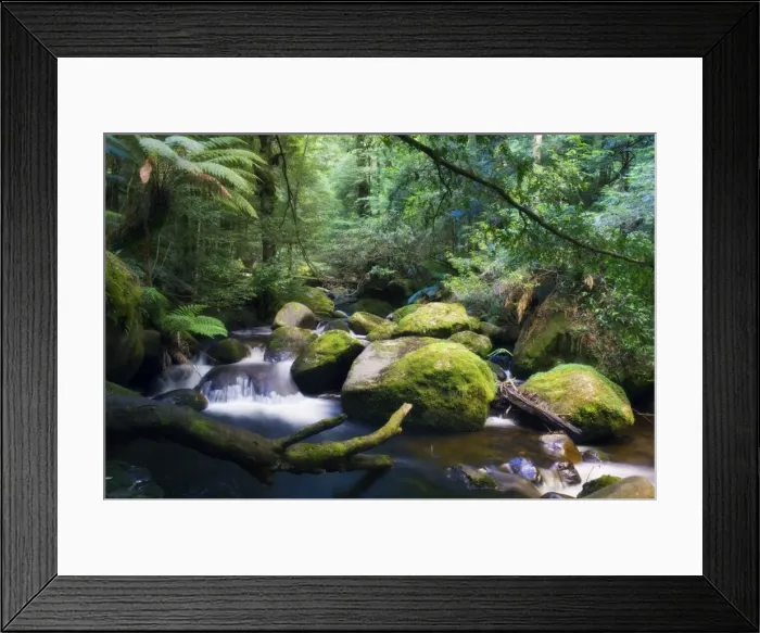 Framed Print : Taggerty River, tree ferns and myrtle beech trees in the temperate rainforest Framed Print : Taggerty River, tree ferns and myrtle beech trees in the temperate rainforest