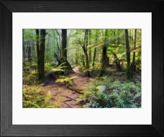 Framed Print : Tree ferns and myrtle beech trees in the temperate rainforest, Yarra Ranges National Park Framed Print : Tree ferns and myrtle beech trees in the temperate rainforest, Yarra Ranges National Park