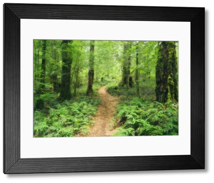 Framed Print : Footpath through Myrtle Beech Trees in the temperate rainforest, Yarra Ranges National Park Framed Print : Footpath through Myrtle Beech Trees in the temperate rainforest, Yarra Ranges National Park