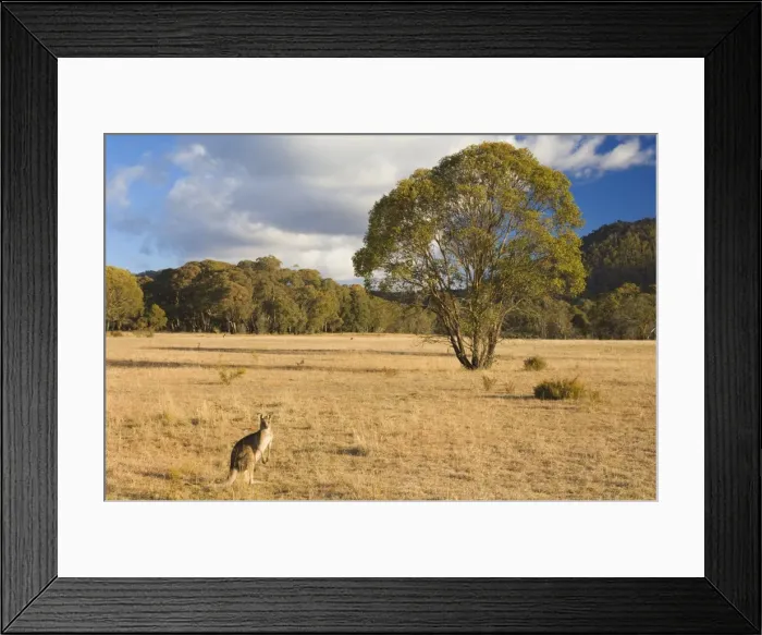 Framed Print : Eastern grey kangaroo, Kosciuszko National Park, New South Wales, Australia, Pacific Framed Print : Eastern grey kangaroo, Kosciuszko National Park, New South Wales, Australia, Pacific
