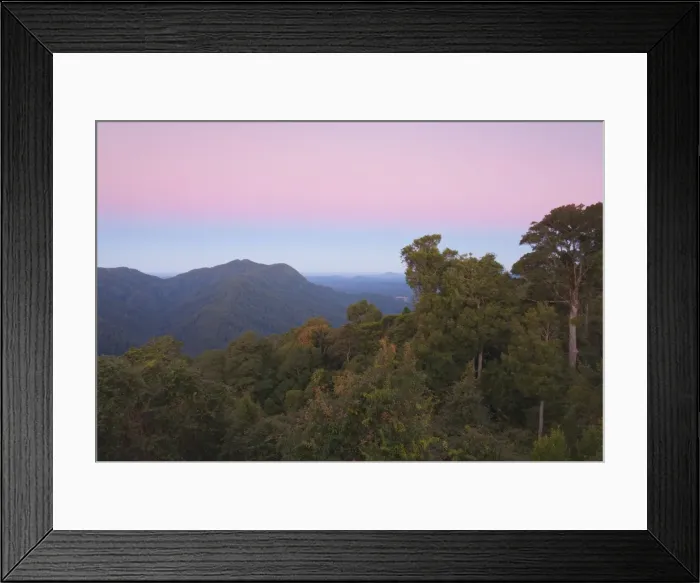 Framed Print : Rainforest canopy, Dorrigo National Park, UNESCO World Heritage Site, New South Wales Framed Print : Rainforest canopy, Dorrigo National Park, UNESCO World Heritage Site, New South Wales