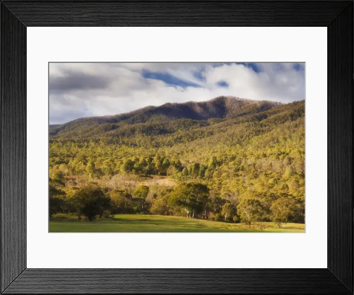 Framed Print : Eucalyptus forest, Kosciuszko National Park, New South Wales, Australia, Pacific Framed Print : Eucalyptus forest, Kosciuszko National Park, New South Wales, Australia, Pacific