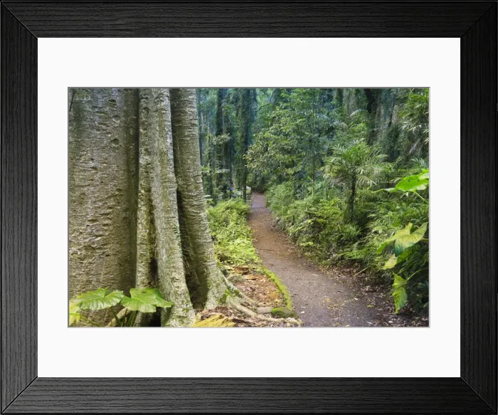 Framed Print : Path through rainforest, Dorrigo National Park, UNESCO World Heritage Site Framed Print : Path through rainforest, Dorrigo National Park, UNESCO World Heritage Site