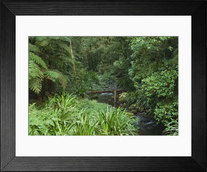 Framed Print : Brindle Creek, Border Ranges National Park, New South Wales, Australia, Pacific Framed Print : Brindle Creek, Border Ranges National Park, New South Wales, Australia, Pacific
