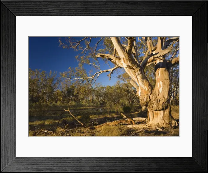 Framed Print : River red gum tree, Hattah-Kulkyne National Park, Victoria, Australia, Pacific Framed Print : River red gum tree, Hattah-Kulkyne National Park, Victoria, Australia, Pacific