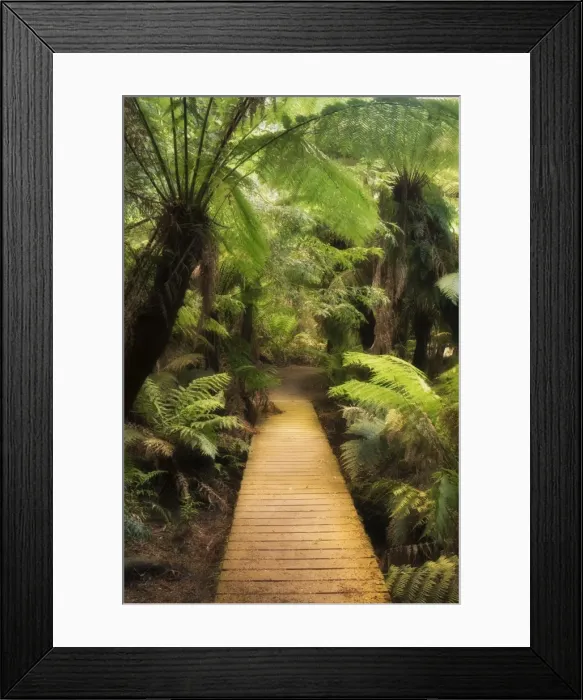 Framed Print : Boardwalk through rainforest, Maits Rest, Great Otway National Park, Victoria Framed Print : Boardwalk through rainforest, Maits Rest, Great Otway National Park, Victoria