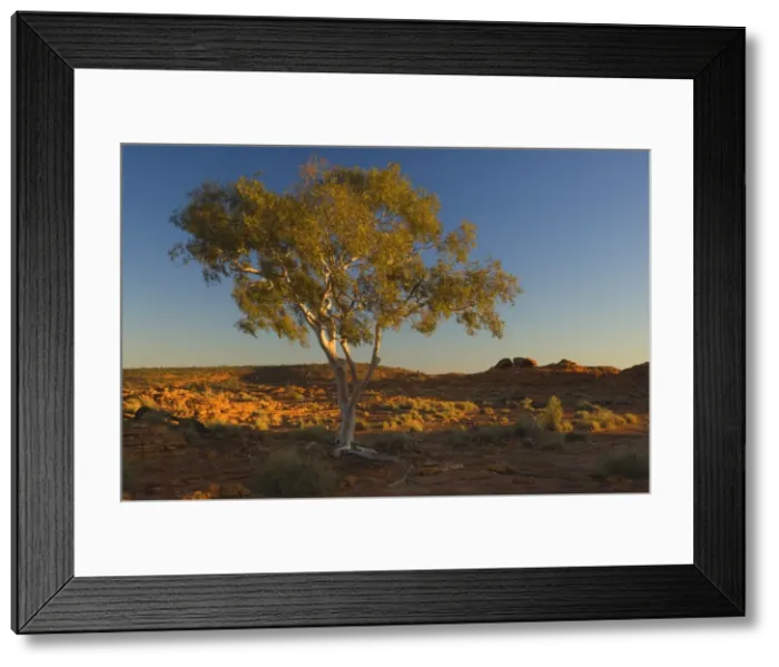Framed Print : Ghost gum tree, Watarrka National Park, Northern Territory, Australia, Pacific Framed Print : Ghost gum tree, Watarrka National Park, Northern Territory, Australia, Pacific