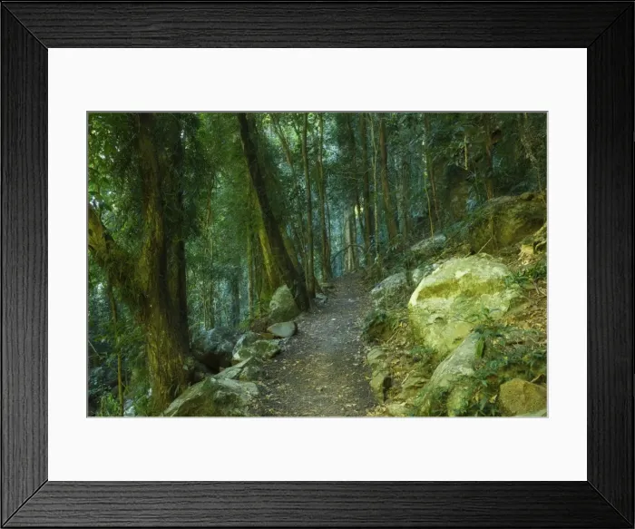 Framed Print : Walking track through Dorrigo National Park, UNESCO World Heritage Site Framed Print : Walking track through Dorrigo National Park, UNESCO World Heritage Site