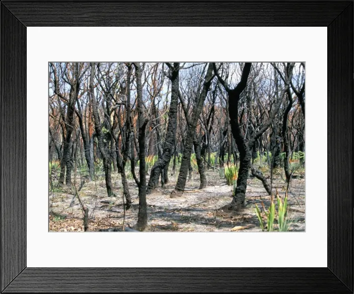 Framed Print : Burnt gum trees and new growth after severe bush fires in Royal National Park Framed Print : Burnt gum trees and new growth after severe bush fires in Royal National Park