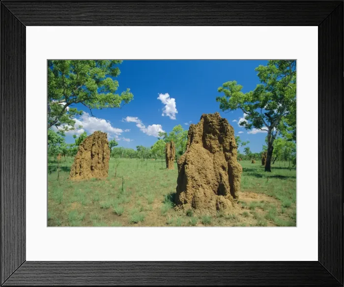 Framed Print : Termite mounds, Kakadu National Park, Northern Territories, Australia Framed Print : Termite mounds, Kakadu National Park, Northern Territories, Australia