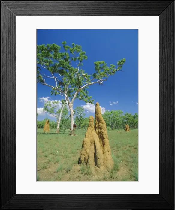 Framed Print : Huge termite nests or cathedrals at The Top End, Kakadu National Park Framed Print : Huge termite nests or cathedrals at The Top End, Kakadu National Park