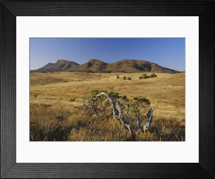 Framed Print : Gnarled tree and east escarpment of Wilpena Pound, a huge natural basin in the Flinders Ranges National Park, South Framed Print : Gnarled tree and east escarpment of Wilpena Pound, a huge natural basin in the Flinders Ranges National Park, South