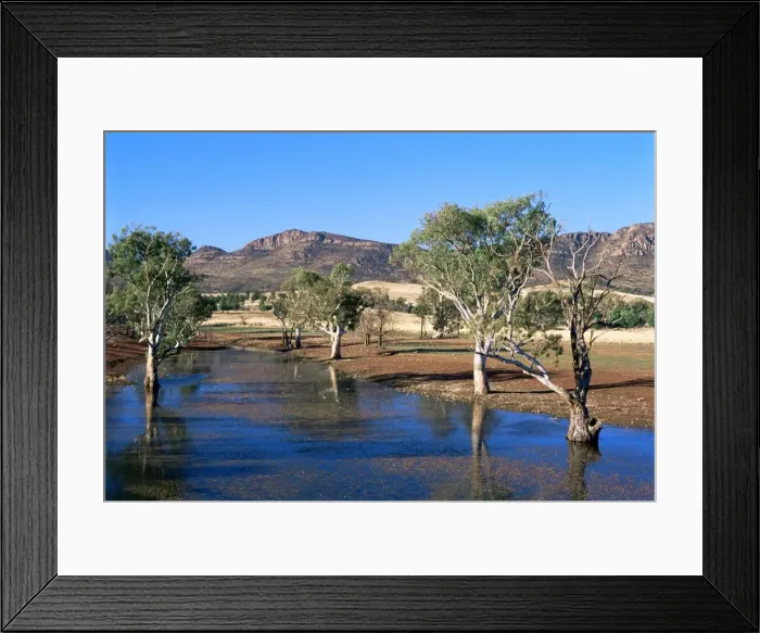 Framed Print : Gum trees in a billabong at Rawnsley, and southwest escarpment of Wilpena Pound Framed Print : Gum trees in a billabong at Rawnsley, and southwest escarpment of Wilpena Pound