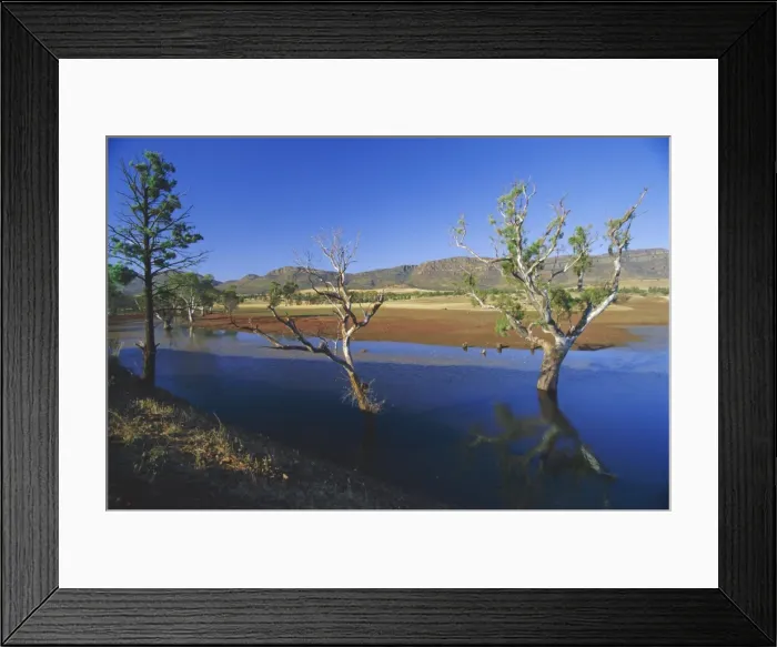 Framed Print : Gum trees in a billabong at Rawnsley and the southwest escarpment of Wilpena Pound Framed Print : Gum trees in a billabong at Rawnsley and the southwest escarpment of Wilpena Pound
