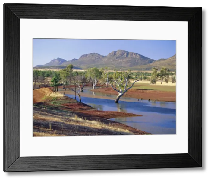 Framed Print : Gum trees in a billabong, Flinders Range National Park, South Australia, Australia Framed Print : Gum trees in a billabong, Flinders Range National Park, South Australia, Australia