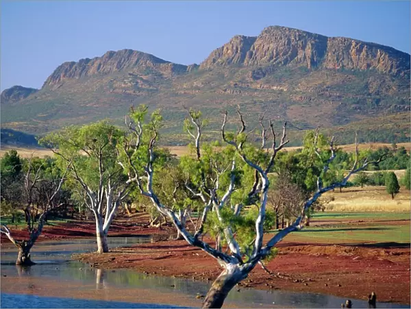 Gum trees in a billabong at Rawnsley and the south west escarpment of Wilpena Pound