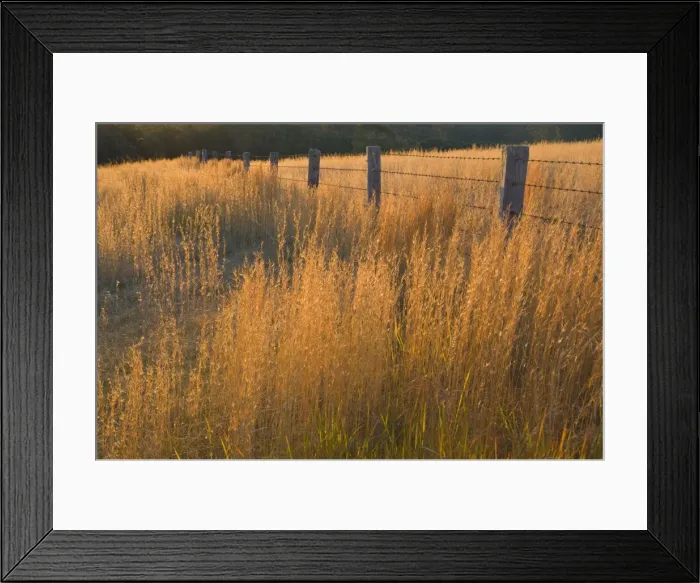 Framed Print : Grass and fence, Coolongolook, New South Wales, Australia, Pacific Framed Print : Grass and fence, Coolongolook, New South Wales, Australia, Pacific
