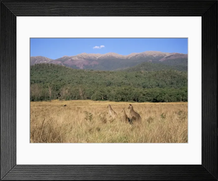 Framed Print : Eastern grey kangaroos, New South Wales, Australia, Pacific Framed Print : Eastern grey kangaroos, New South Wales, Australia, Pacific