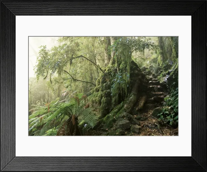Framed Print : Cool temperate rainforest, New South Wales, Australia, Pacific Framed Print : Cool temperate rainforest, New South Wales, Australia, Pacific