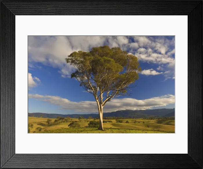 Framed Print : Pasture, Bega, New South Wales, Australia, Pacific Framed Print : Pasture, Bega, New South Wales, Australia, Pacific