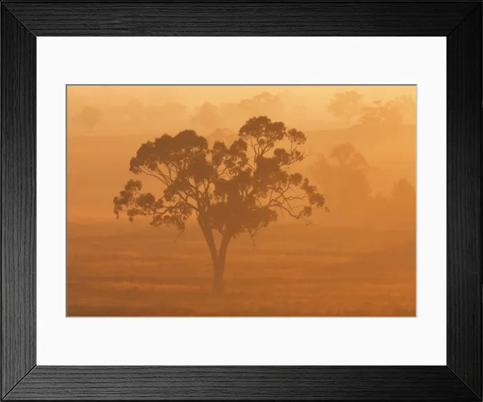 Framed Print : Eucalyptus tree and morning fog, Carroll, New South Wales, Australia, Pacific Framed Print : Eucalyptus tree and morning fog, Carroll, New South Wales, Australia, Pacific