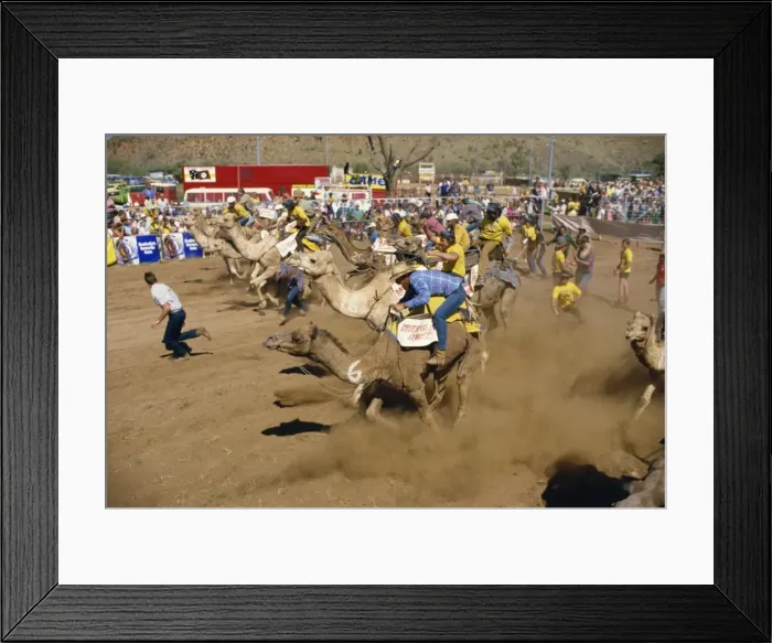 Framed Print : Camel racing, Alice Springs, Northern Territory, Australia, Pacific Framed Print : Camel racing, Alice Springs, Northern Territory, Australia, Pacific