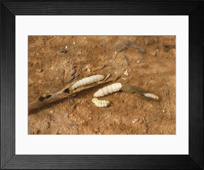 Framed Print : Wichetty grubs, eaten by Aborigines, Northern Territory, Australia, Pacific Framed Print : Wichetty grubs, eaten by Aborigines, Northern Territory, Australia, Pacific