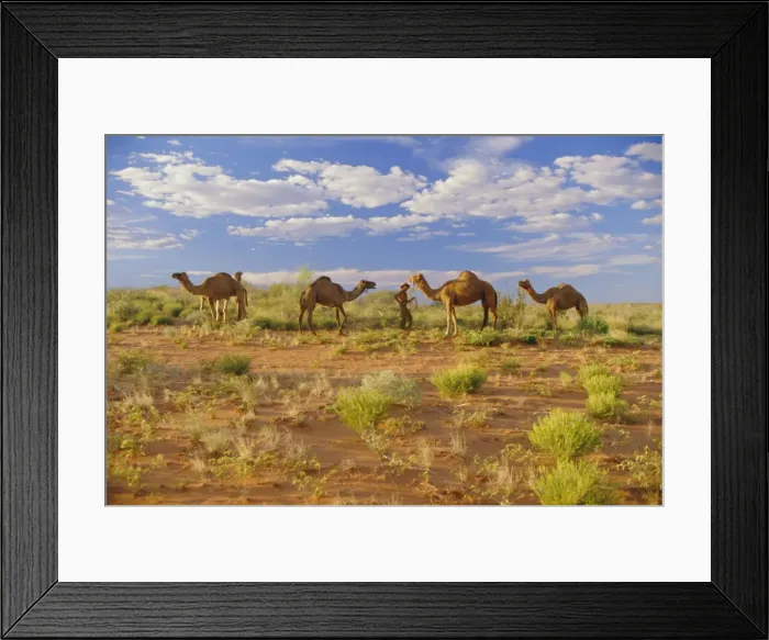 Framed Print : Camels, Central Desert, Northern Territory, Australia Framed Print : Camels, Central Desert, Northern Territory, Australia